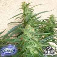 Flash Autoflowering Seeds Spacer SuperAuto F1